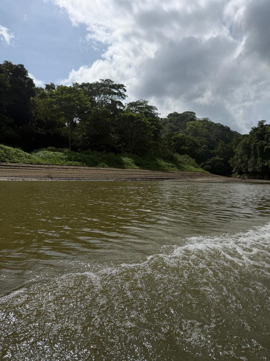 Rainforest banks of the Chagres river seen from the boat
